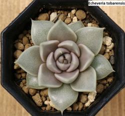 Seme cveća: Echeveria tobarensis - 20 semenki