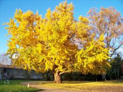 Sadnice - drveće: Ginkgo Biloba