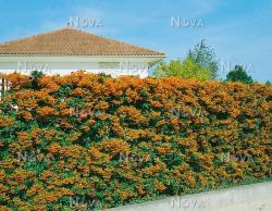 Sadnice - žbunaste vrste: Pyracantha angustifolia(narandzasta)-Vatreni grm