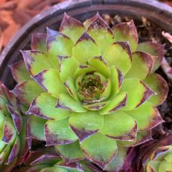 Perene: Sempervivum Tectorum