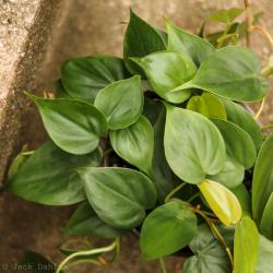 Sadnice - sobne biljke: FILADENDRON -Philodendron hederaceum HEART-LEAF