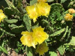 Kaktusi: OPUNTIA compressa- ZIMOOTPORNI kaktus