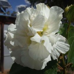 Sadnice - žbunaste vrste: HIBISKUS bastenski - beli- dupli cvet