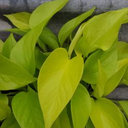 Sadnice - sobne biljke: Epipremnum aureum (Neon Pothos) veca