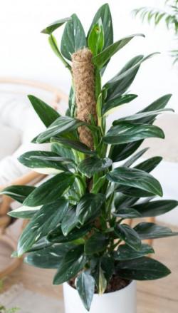 Sadnice - sobne biljke: Filadendron cobra - Monstera Standleyana