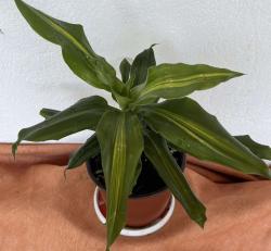 Sadnice - sobne biljke: Dracena sarena