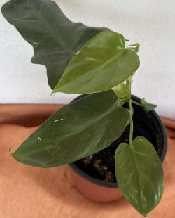 Sadnice - sobne biljke: Filadendron - Philodendron Florida Ghost