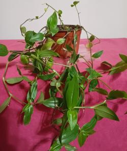 Sadnice - sobne biljke: Tradescantia fluminensis - zelena