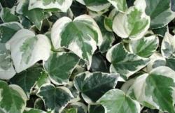 Sadnice - puzavice: Bršljan - Hedera helix variegata