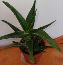 Sadnice - sobne biljke: ALOJA - Aloe vera