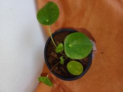 Sadnice - sobne biljke: Kineski dolar - Pilea peperomioides