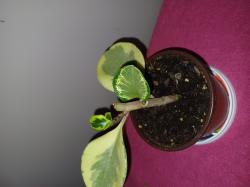 Sadnice - sobne biljke: Peperomia Obtusifolia - variegata- manja