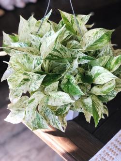 Sadnice - sobne biljke: EPIPREMNUM Marble queen - lozica, manja