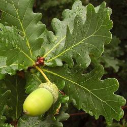 Sadnice - drveće: Hrast luznjak - Quercus robur