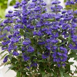 Sadnice - žbunaste vrste: Kariopteris - Caryopteris - zelenolisni