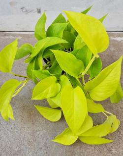 Sadnice - sobne biljke: Epipremnum aureum (Neon Pothos)