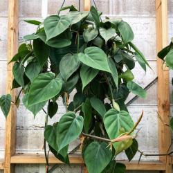 Sadnice - sobne biljke: FILADENDRON -Philodendron hederaceum HEART-LEAF