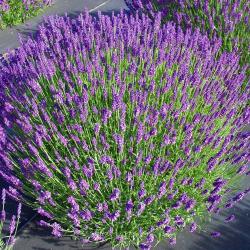 Začini i lekovito bilje: LAVANDA - veca biljka