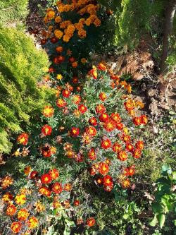 Seme cveća: KADIFA - TAGETES 100 semena