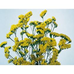 Seme cveća: Statice - limonium sinuatum - zute boje -SEME