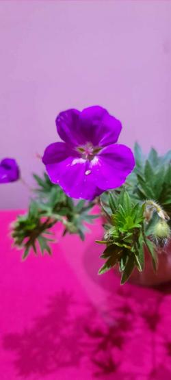 Perene: Geranijum ljubicasti - geranium