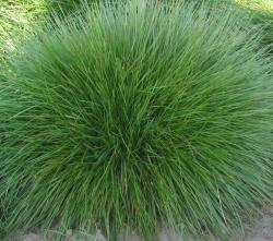 Trave: FESTUCA OVINA - Zelena trava