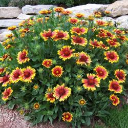 Perene: GAILLARDIA niska sarena