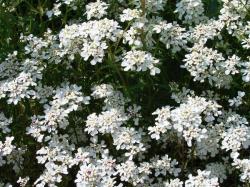 Perene: Iberis sempervirens - beli