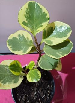 Sadnice - sobne biljke: Peperomija-Peperomia Obtusifolia - variegata- veca