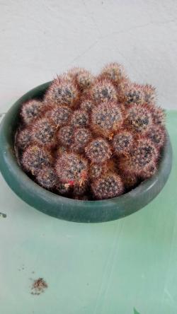 Kaktusi: Mammilaria prolifera