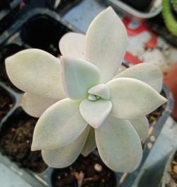 Reznice: Graptopetalum paraguayense-kameni cvet