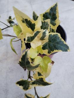 Sadnice - puzavice: Hedera helix Gold Child