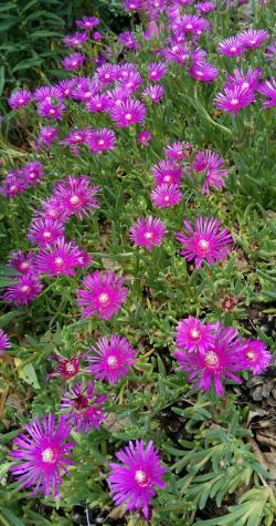 Perene: Delosperma Cooperi