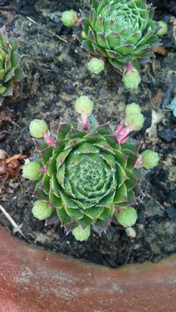 Perene: Sempervivum arachnoideum Minor