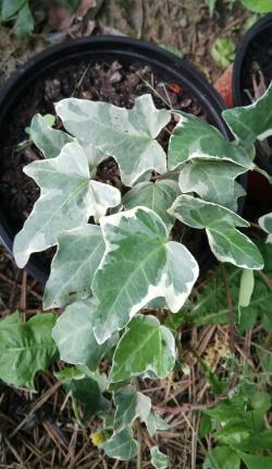 Sadnice - puzavice: Hedera Helix-Glacier