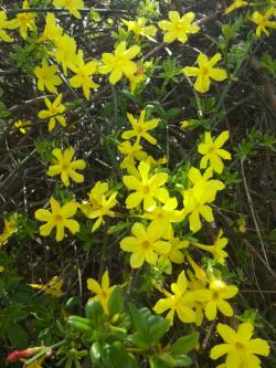 Sadnice - žbunaste vrste: Jasminum nudiflorum-Zimski jasmin