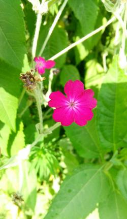 Perene: Lychnis Coronaria