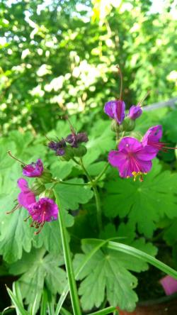 Perene: Geranium macrorrhizum 