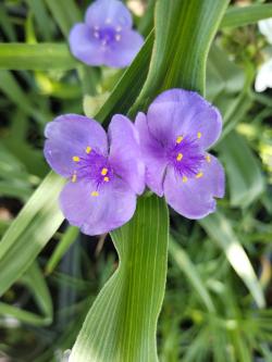 Perene: Tradescantia andersoniana-mačkov Blue--mačkov Mačkov brk