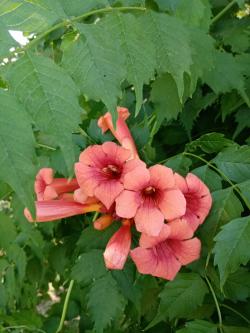 Sadnice - puzavice: Campsis Radicans-Tekoma