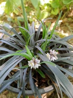 Trave: Ophiopogon planiscarpus nigrescens-crna trava