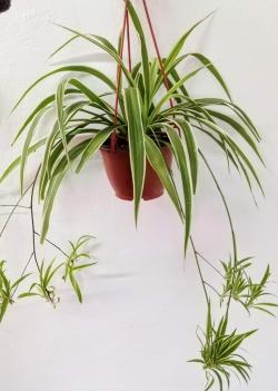 Sadnice - sobne biljke: Chlorophytum comosum Variegata