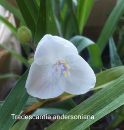 Perene: Tradescantia andersoniana Osprey-Mačkov brk