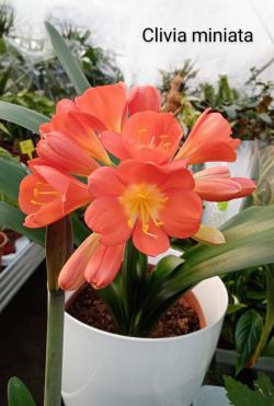 Sadnice - sobne biljke: Clivia miniata splendens