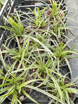 Trave: Carex morrowii Ice Dance
