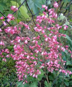 Perene: Heuchera sanguinea Paris