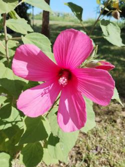 Seme cveća: Hibiscus moscheutos