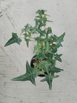 Sadnice - puzavice: Hedera helix mix