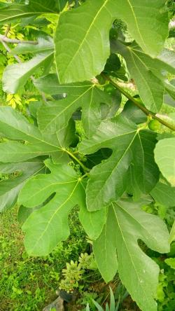 Sadnice - voće: Ficus Carica - bela smokva