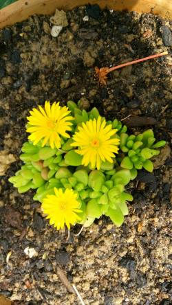 Perene: Delosperma Nubigenum-žuta delosperma